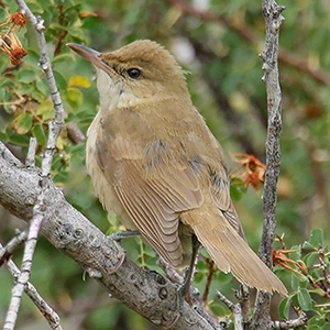 Clamorous Reed-Warbler